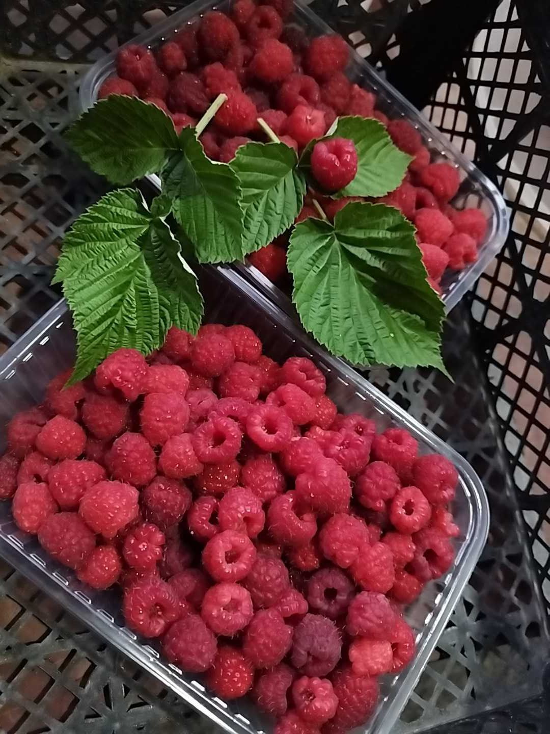 Малина в контейнере, ведрами яркий вкус и аромат, Вишня, Смородина