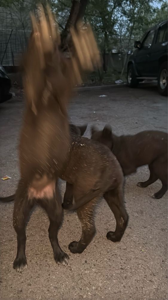 Собачки ищют дом