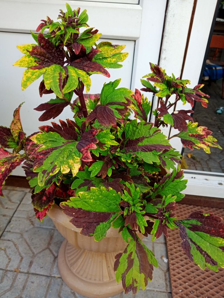 Комнатные колеусы