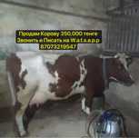 Продам корову дойную сименталь