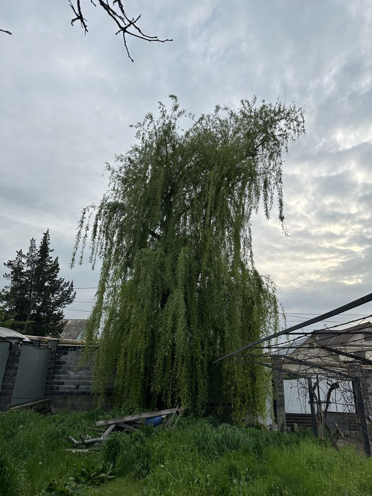 Отдам бесплатно дерево плакучая ива