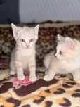 Котята в хорошие руки