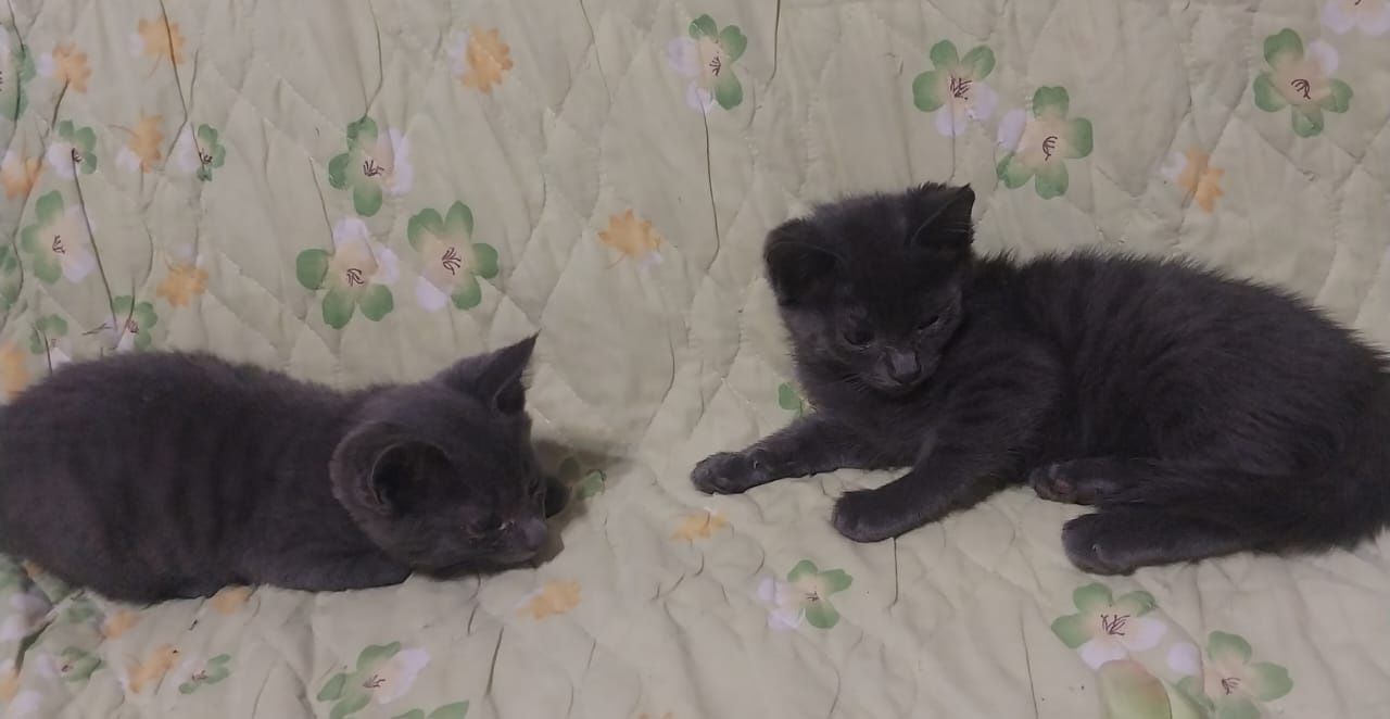 Котята 2 месяца.  Кошечки и котики.