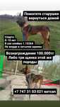 Пропала собака в поселке Ельтай. Прошу вернуть за вознаграждение