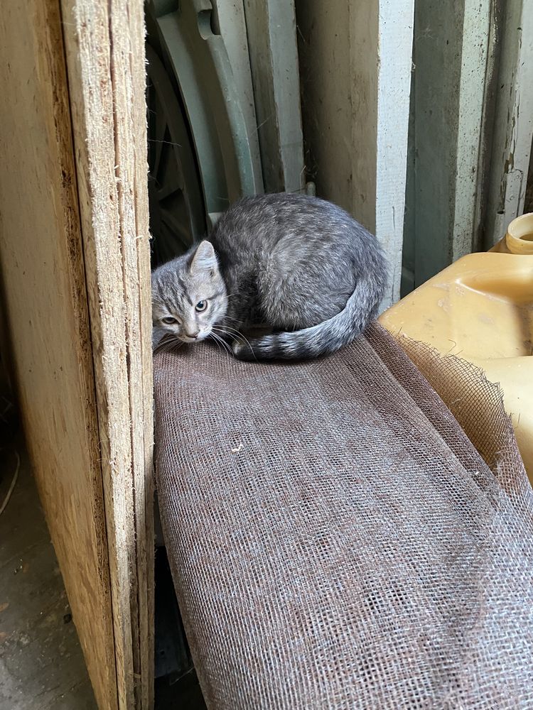 Котята в добрые заботливые руки.