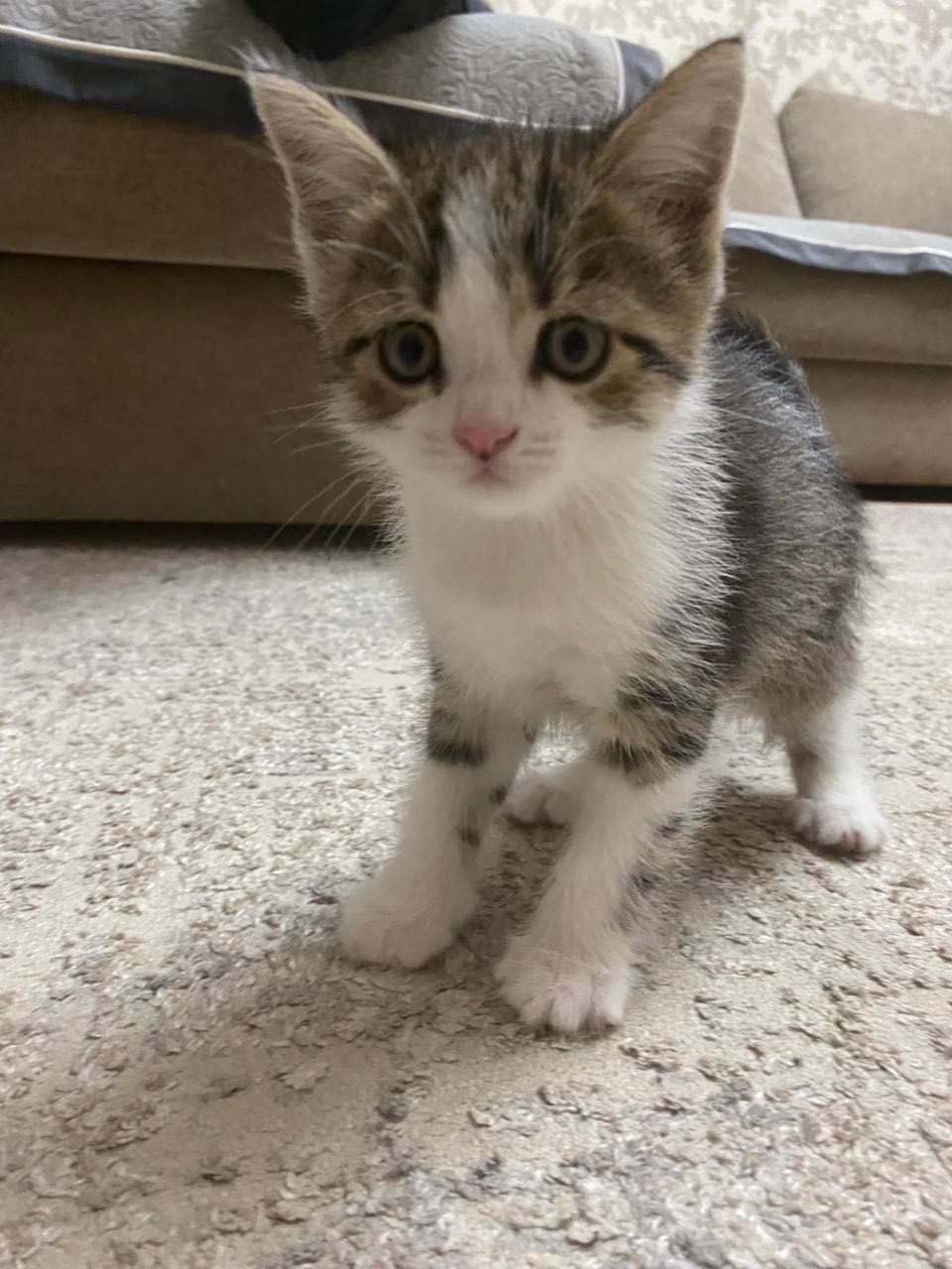 Котята, домашние