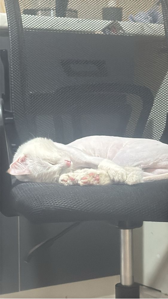 ОТДАМ КОТА в добрые руки
