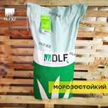 Морозоустойчивый газон