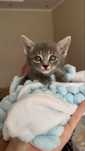 Котенок мальчик ! 1,5 месяца