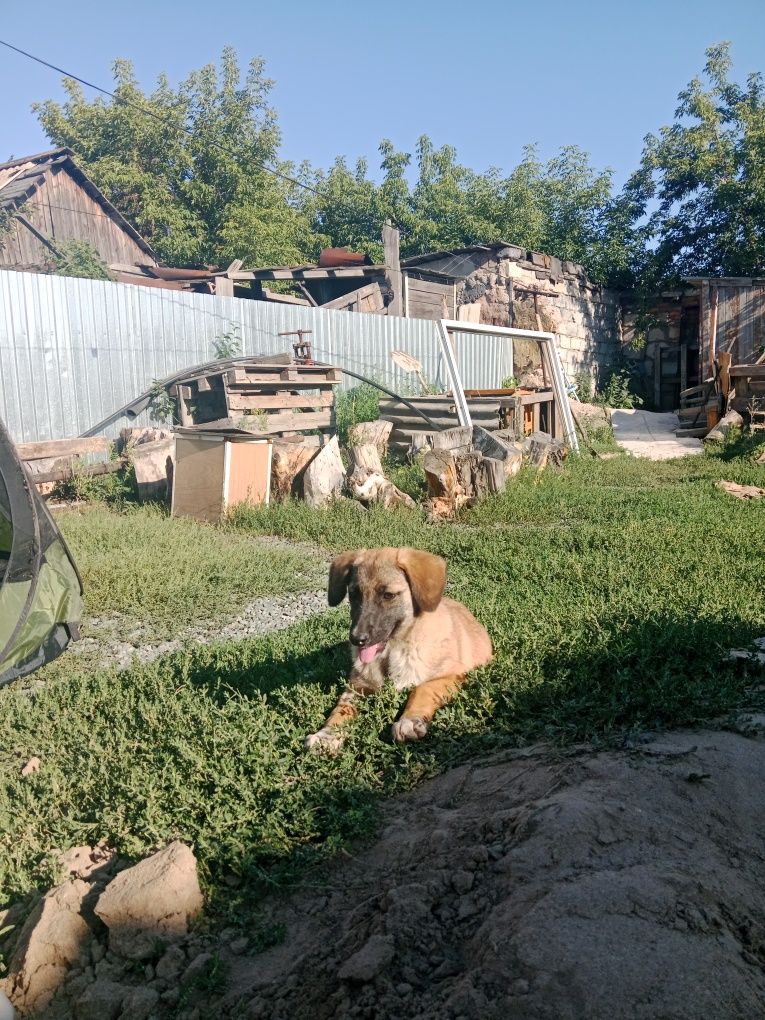 Щенок помесь овчарки