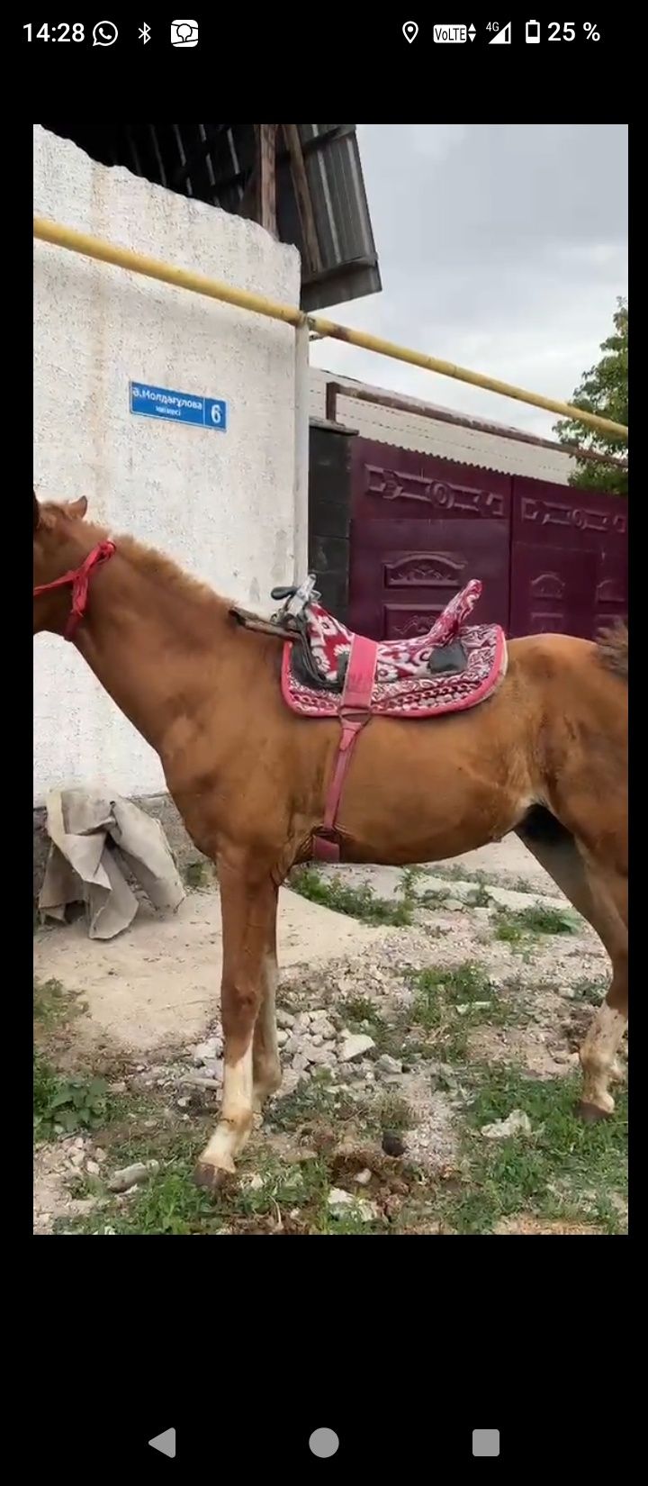 Тай.           ..