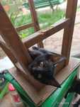 Милые котятки ищут дом