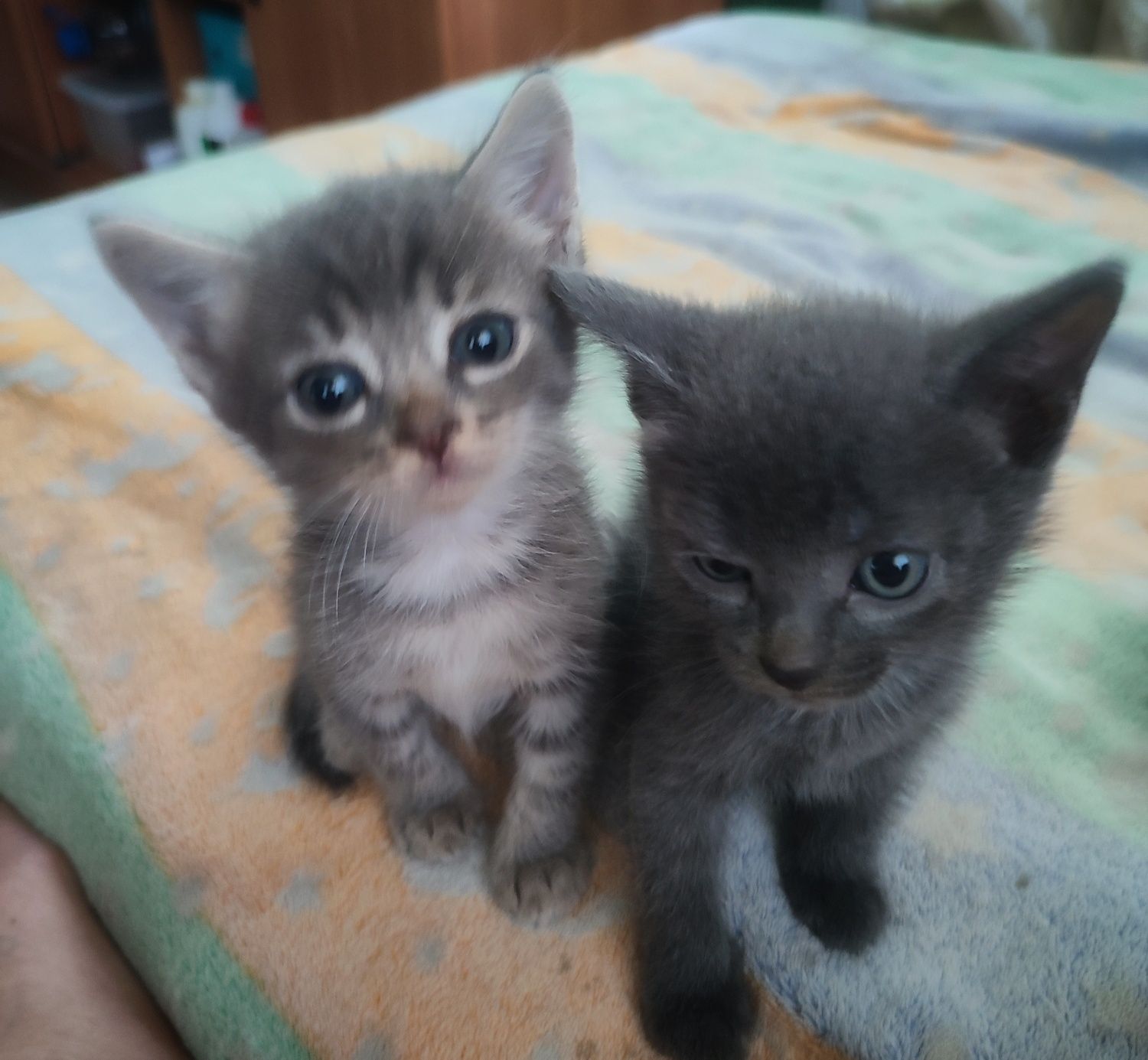 Отдам котят 1.5 мес