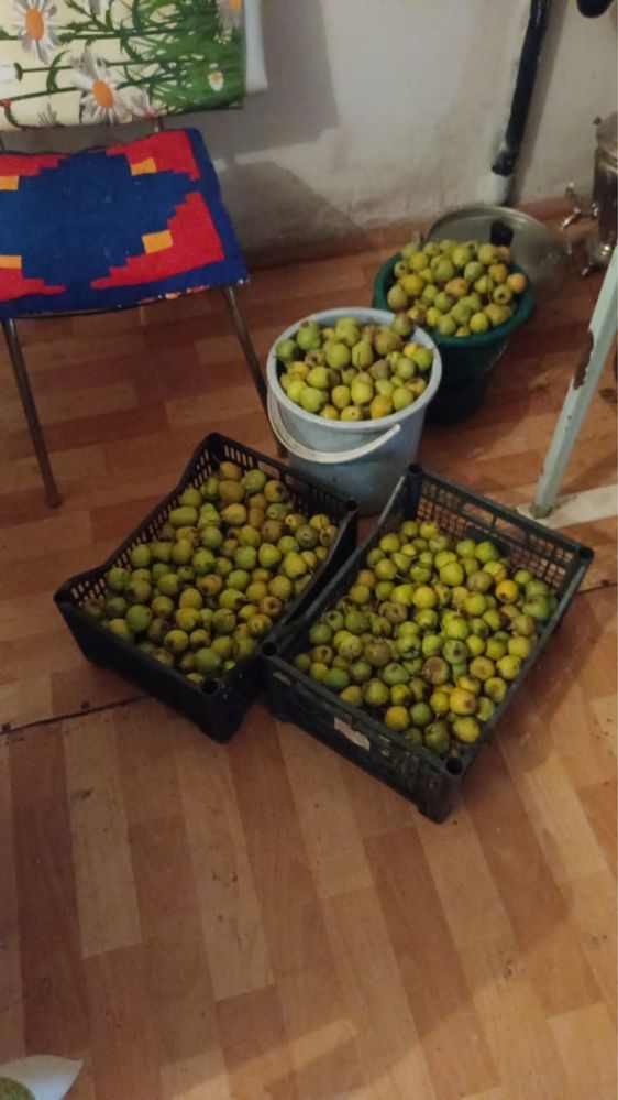 Продам медовую грушу