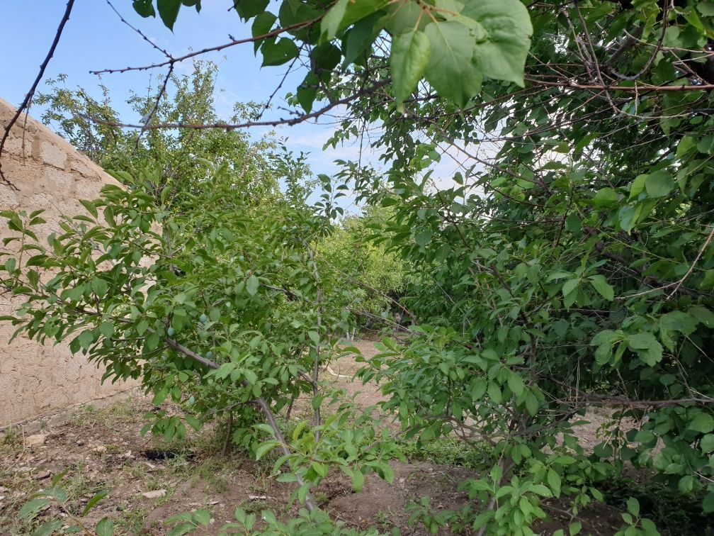 Продам дачный участок в п.Алмалы