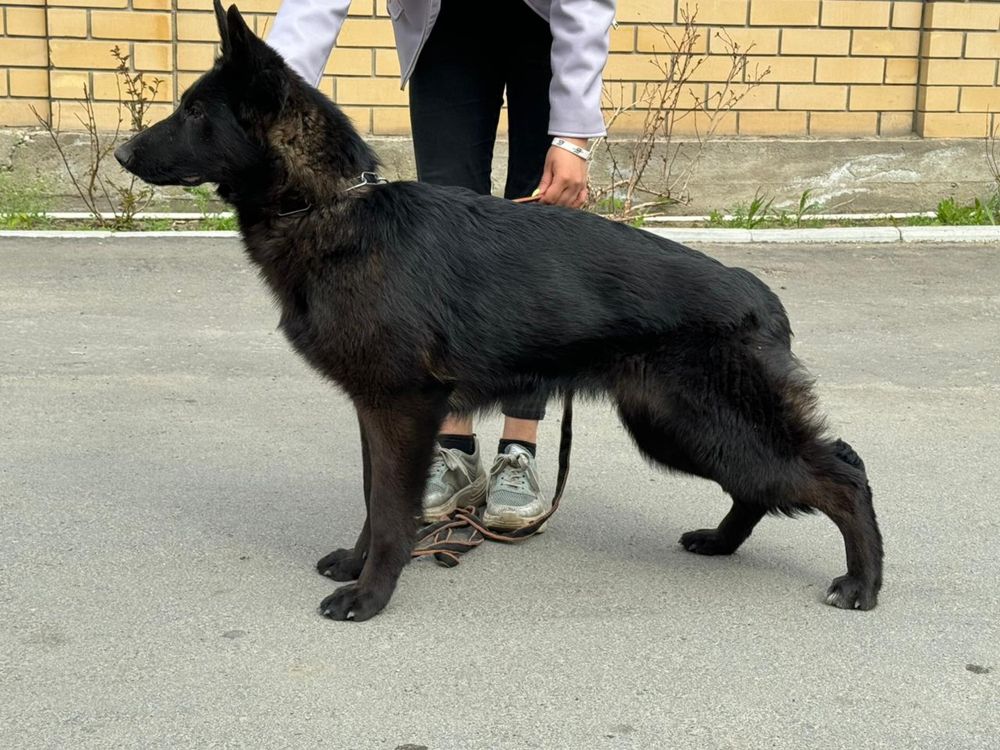 Подрощенные щенки немецкой овчарки