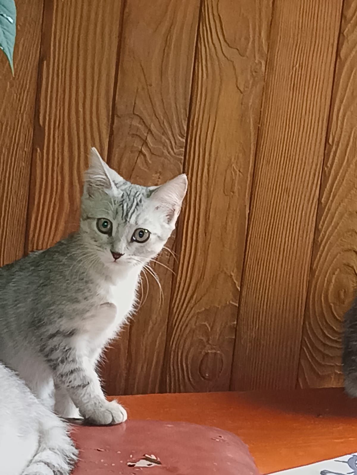 Отдам котят два месяца