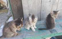 Милые котятки в добрые руки