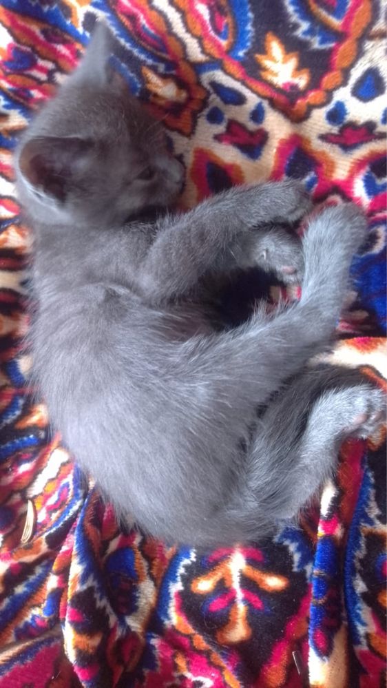 Отдам котят в хорошие руки