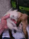 Котята Сиамы Чистокровные не помясь