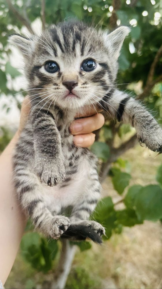 Котята мультяшные в добрые руки