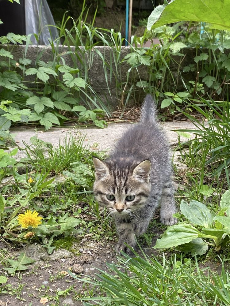котёнок, девочка, отдадим в хорошие руки