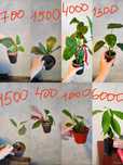 Колеусы отдам бесплатно! Продам отростки комнатных растений и Алое Вер