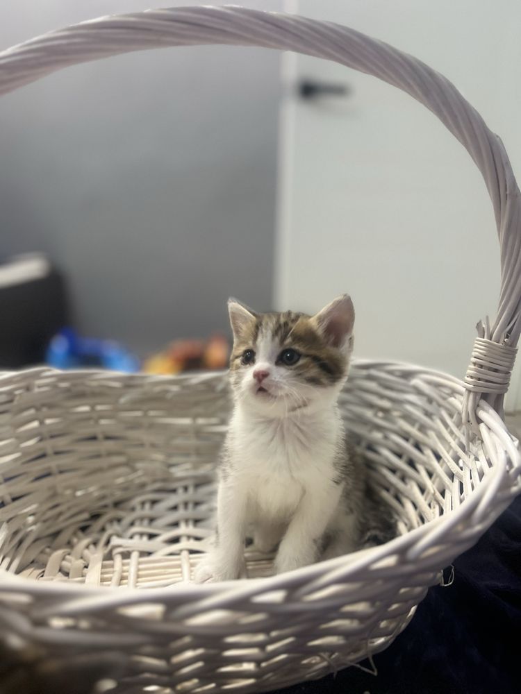 Отдам котят в добрые руки