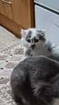 Котенок британский