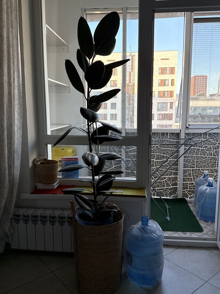 Продам фикус напольный