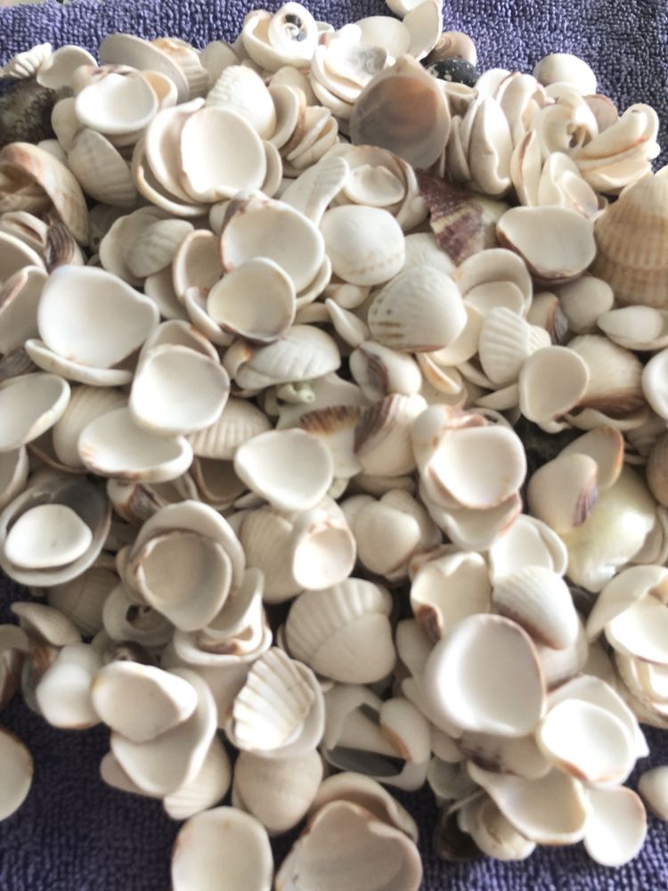 Продам морские ракушки от 0,5 до 2см