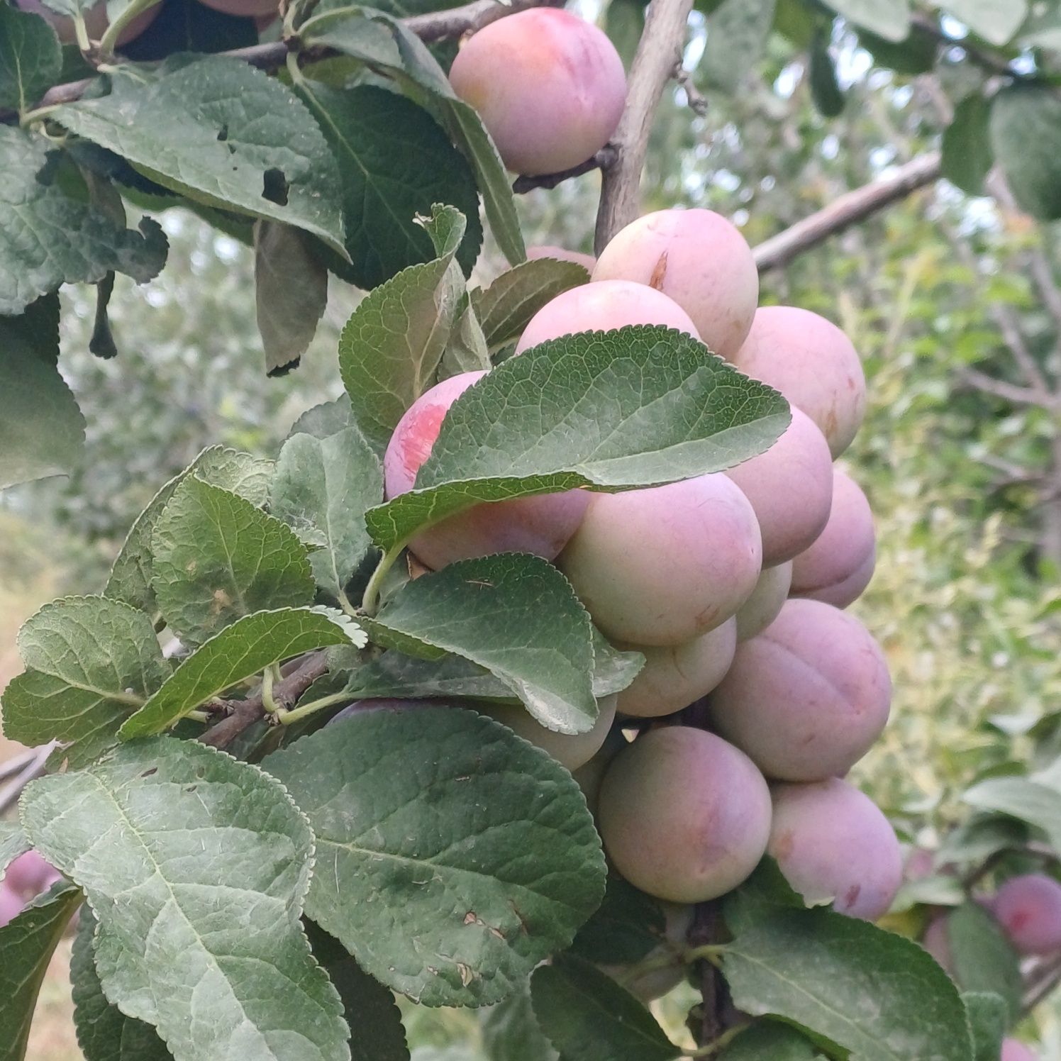 Продам сливу разных сортов.