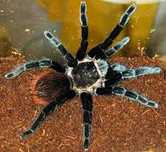 Паук птициед (Brachypelma vagans)