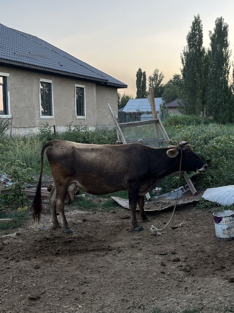 Сауын сиыр сатылады. Алатау сиыр