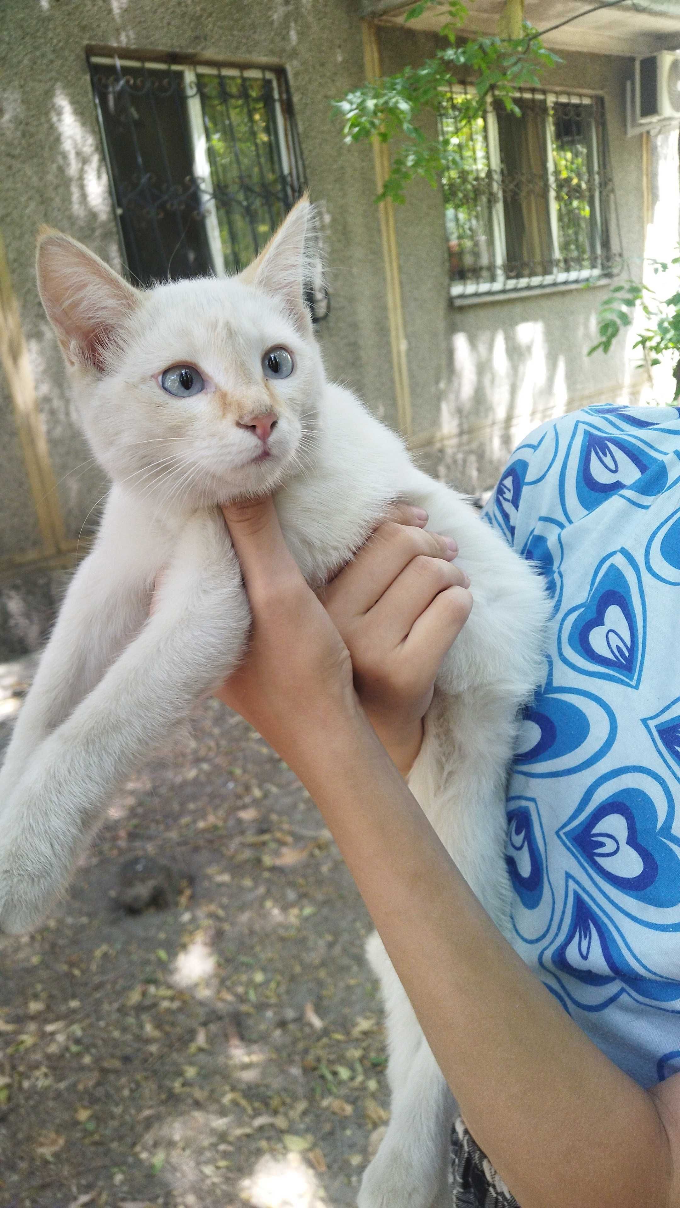 Котенок в добрые руки