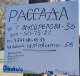 Продам рассаду: перец, помидоры, баклажан
