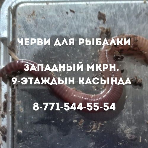 Черви для рыбалки