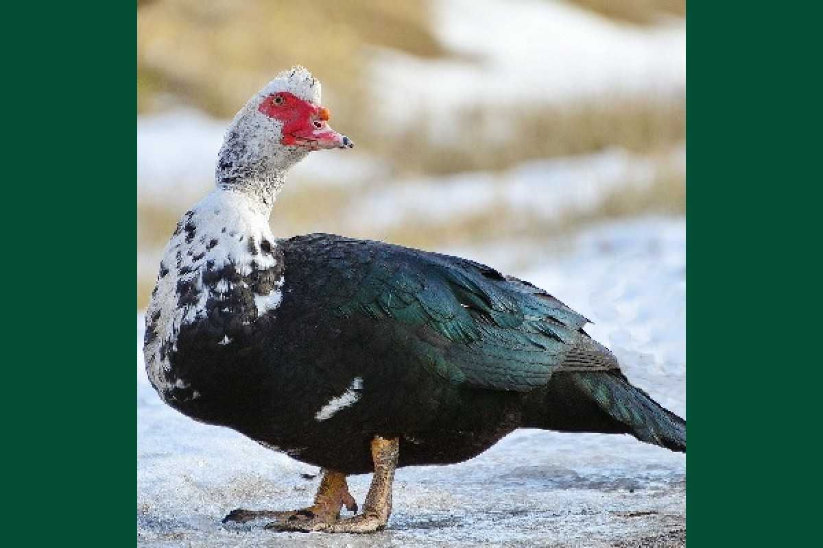 Селезень индоутка / самец /