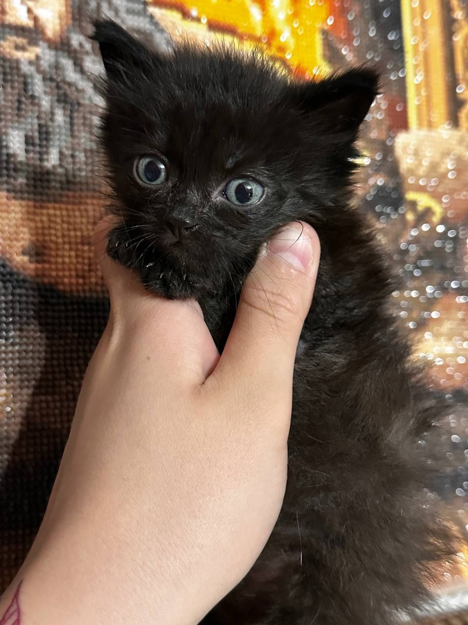 Отдам котят в добрые руки