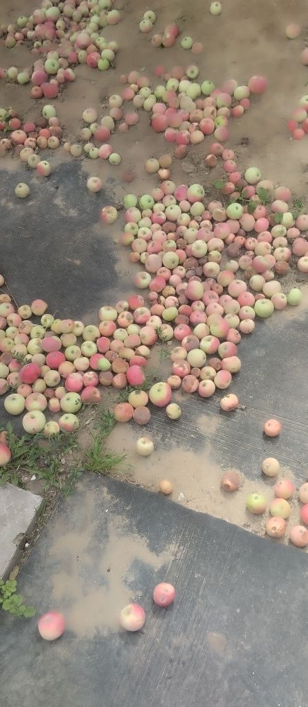Продам яблоки домашние, свежий урожай