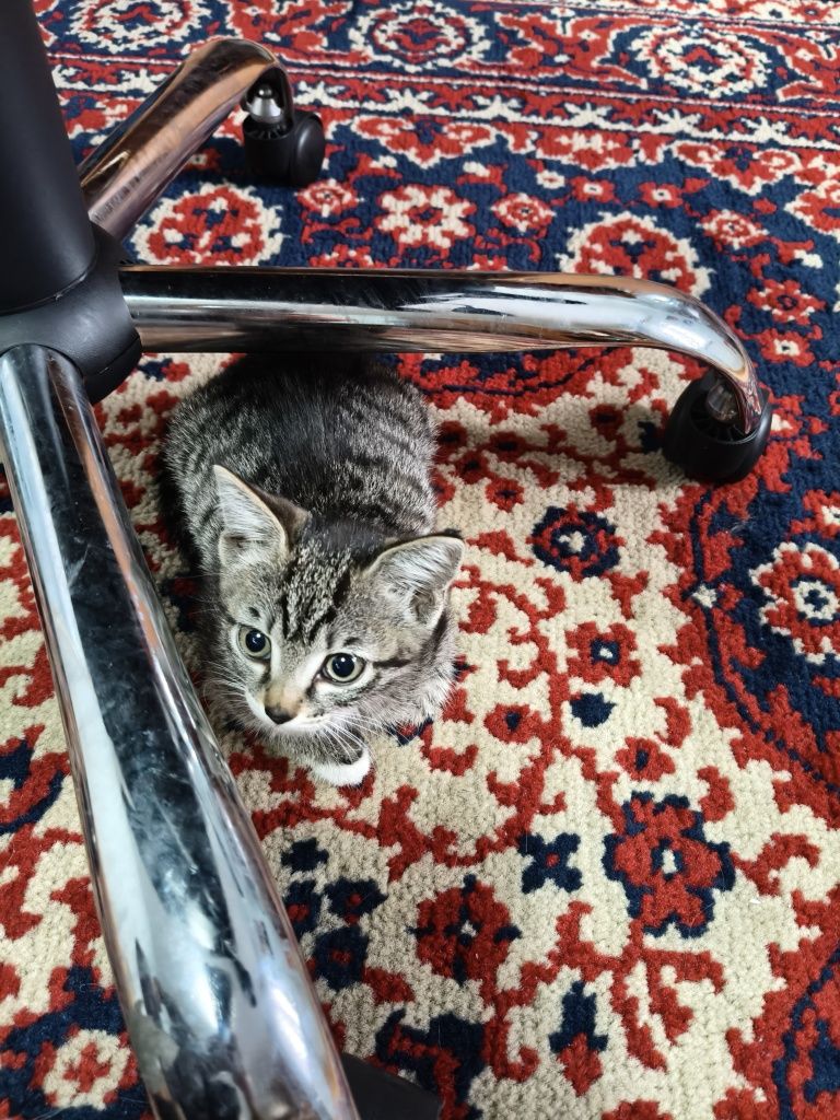 Отдам котёнка, девочку.