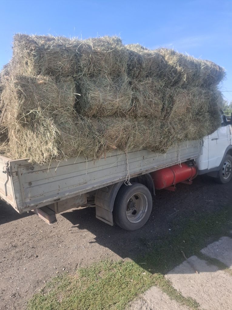 Сено в тюках разнотравие
