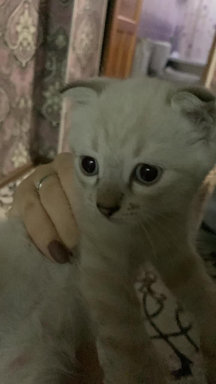 Прелестные коты ищут дом