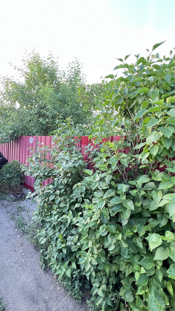 Срочно Продам дачу Костанай