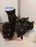 Черная Пантера кот
