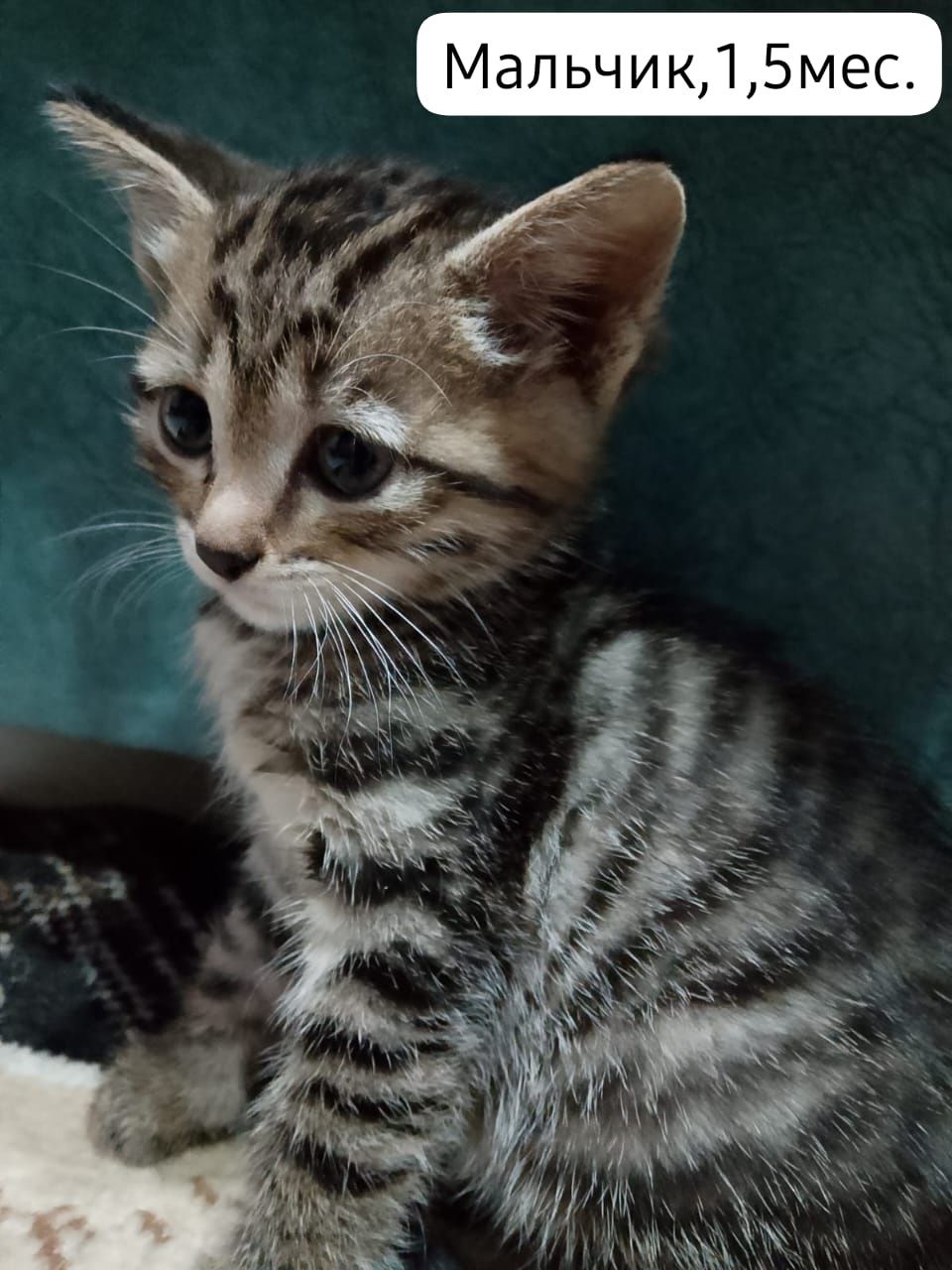 Котята бесплатно