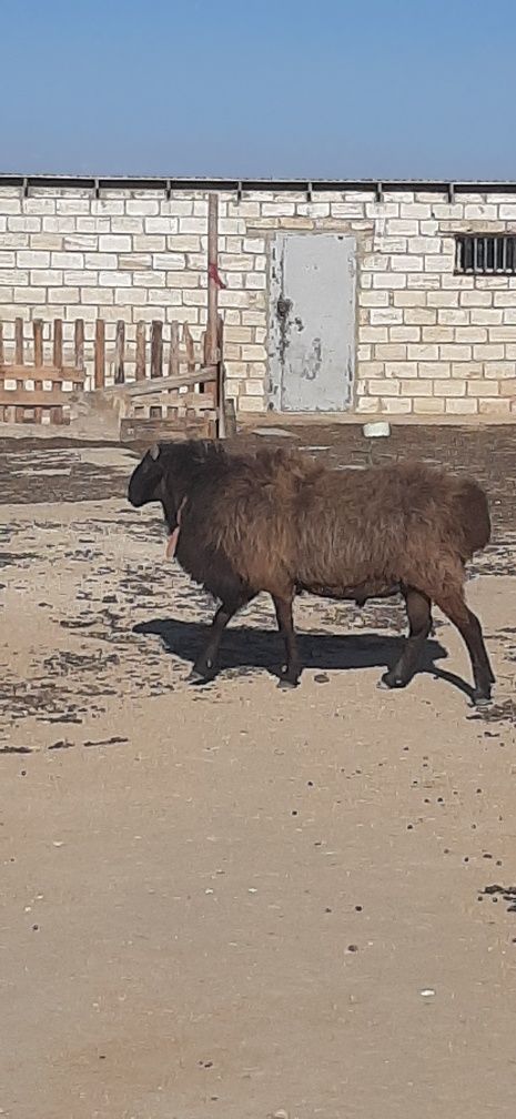 Қошқар сатылады,  3  жыл болған. Бағасы  180 мың.