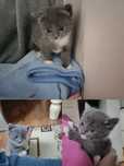 Котёнок  девочка