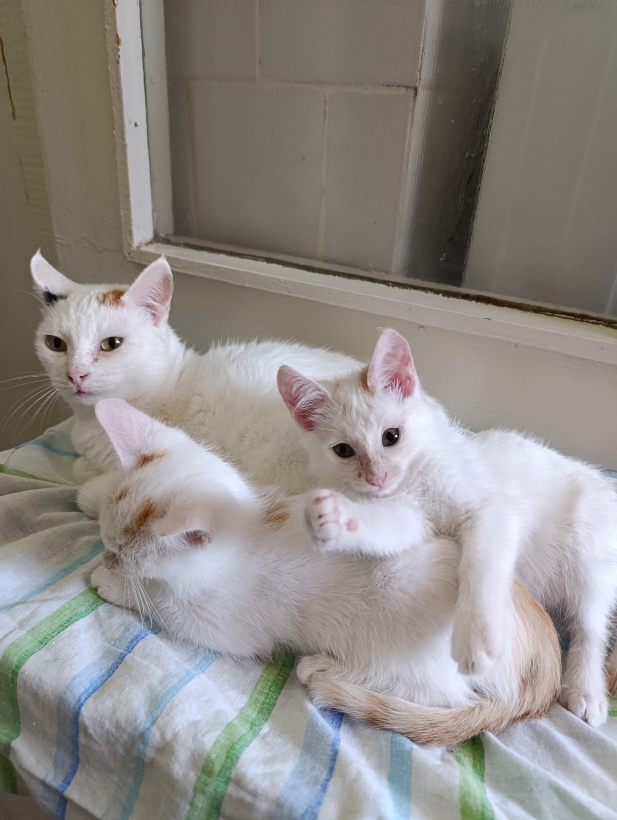 Котята мальчики белые с рыжими хвостиками 3,5 месяца