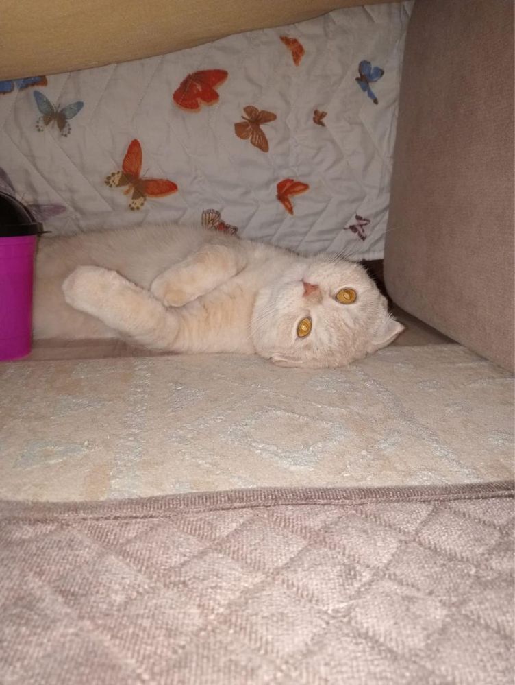 Отдам кота в добрые руки